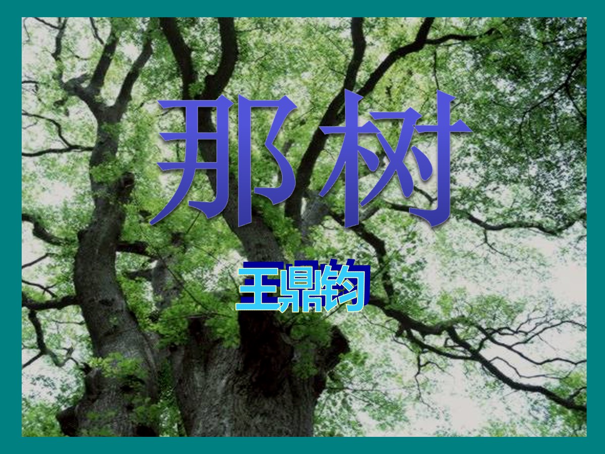 《那树》PPT课件6