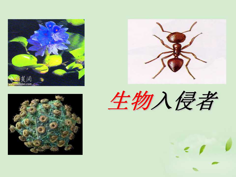 《生物入侵者》PPT课件5