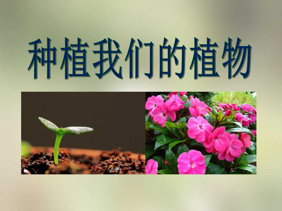 《种植我们的植物》植物的生长变化PPT课件3