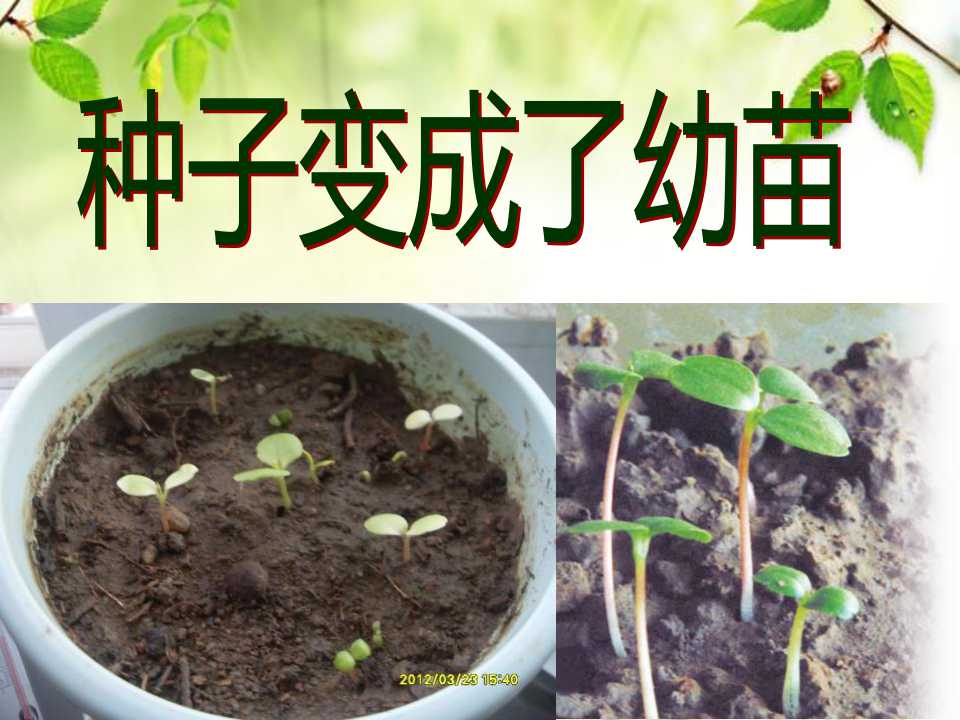 《种子变成了幼苗》植物的生长变化PPT课件