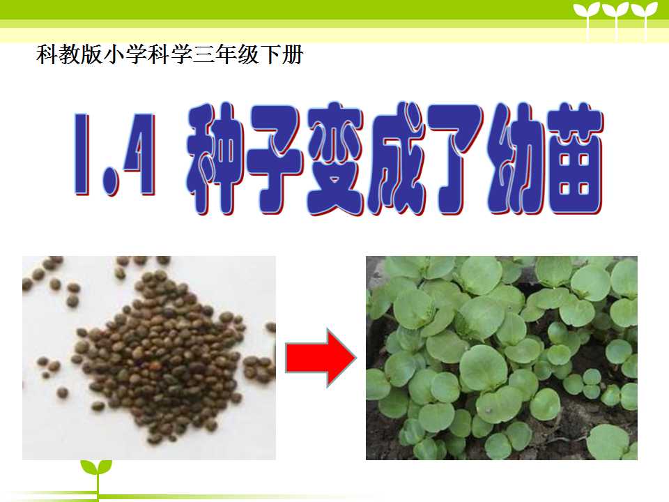 《种子变成了幼苗》植物的生长变化PPT课件2