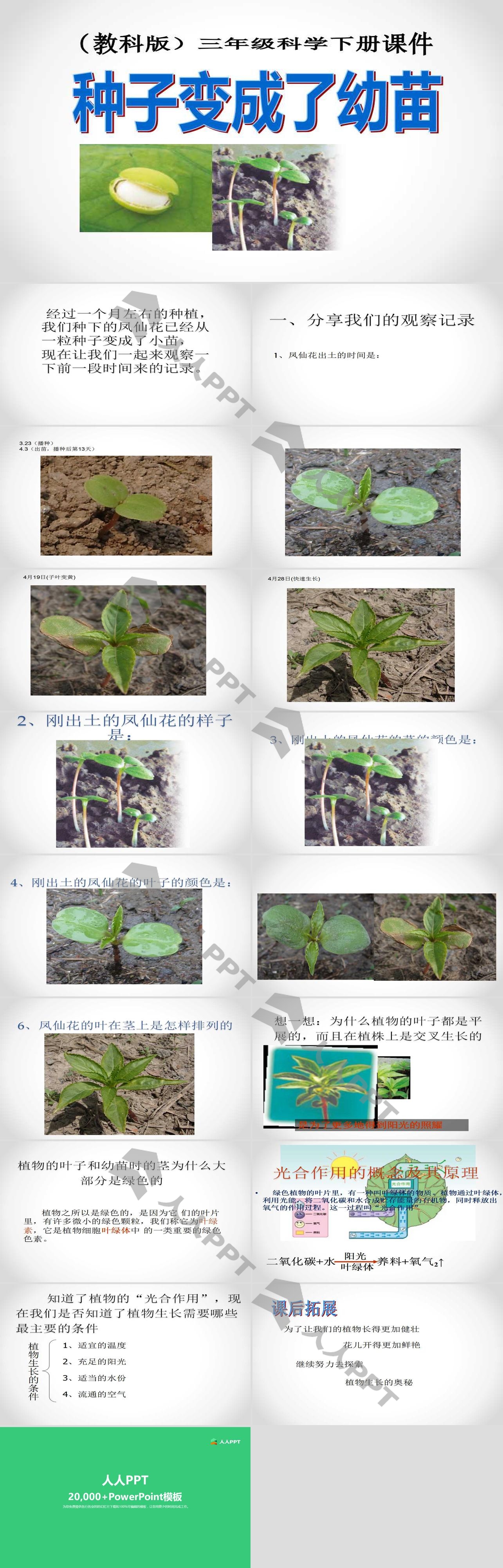 《种子变成了幼苗》植物的生长变化PPT课件3长图