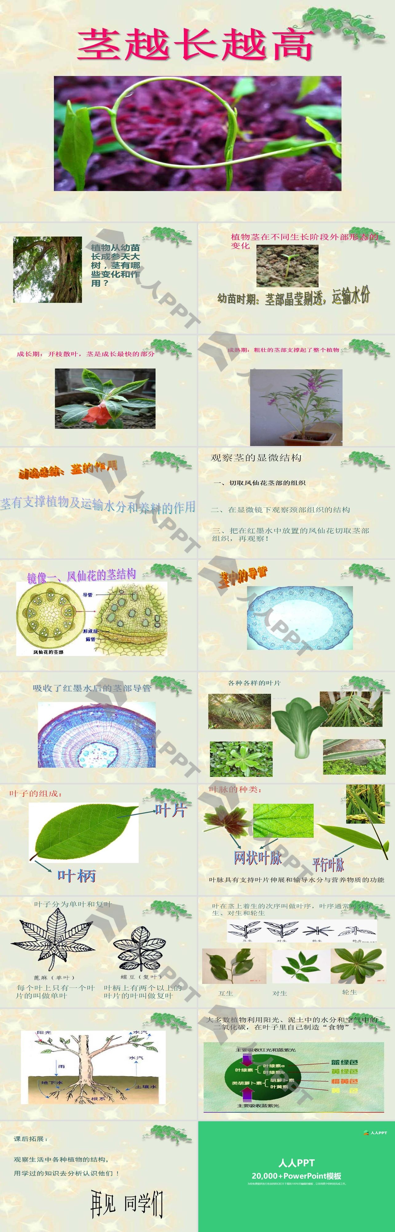 《茎越长越高》植物的生长变化PPT课件3长图