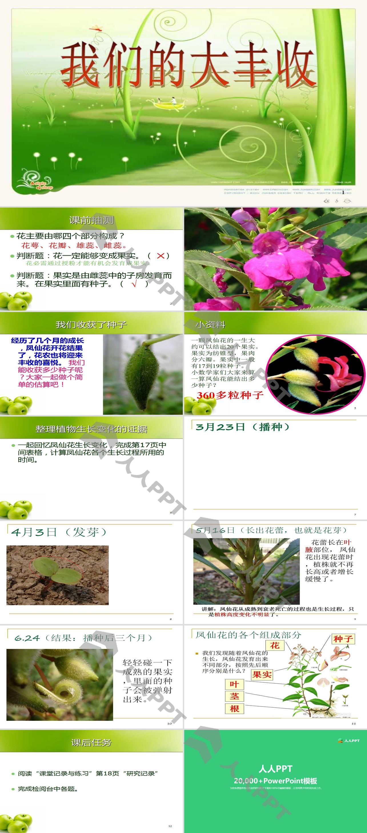 《我们的大丰收》植物的生长变化PPT课件3长图