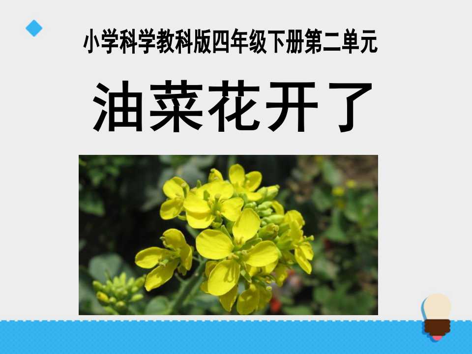 《油菜花开了》新的生命PPT课件2