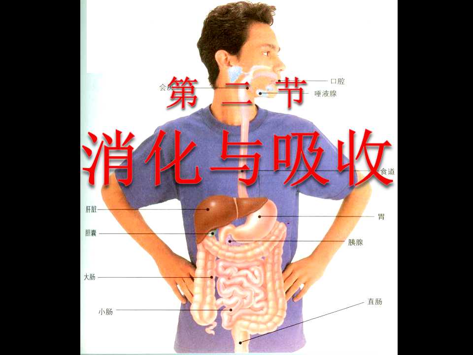 《消化和吸收》人体的营养PPT课件