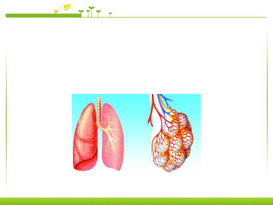 《呼吸道对空气的处理》人体的呼吸PPT课件5