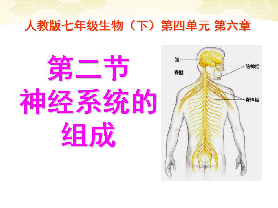 《神经系统的组成》人体生命活动的调节PPT课件2