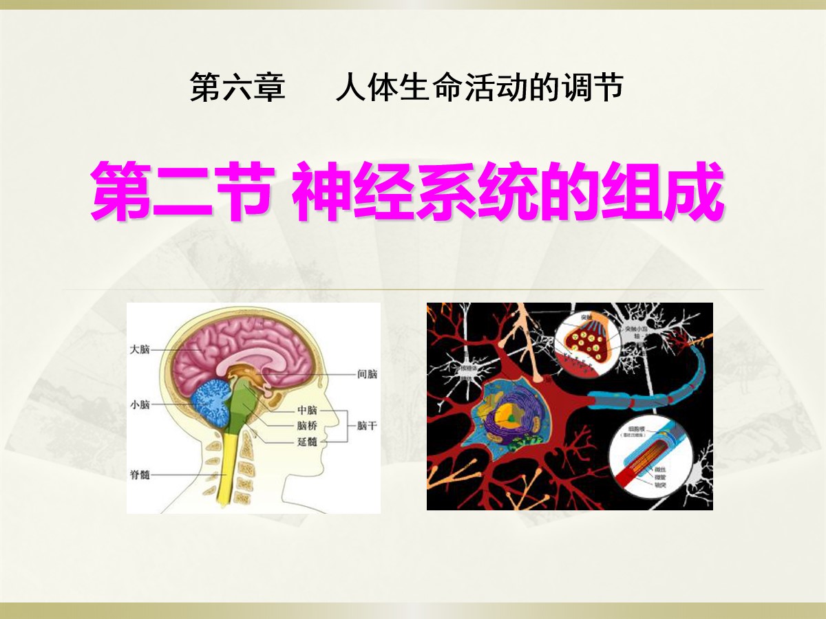 《神经系统的组成》人体生命活动的调节PPT课件4