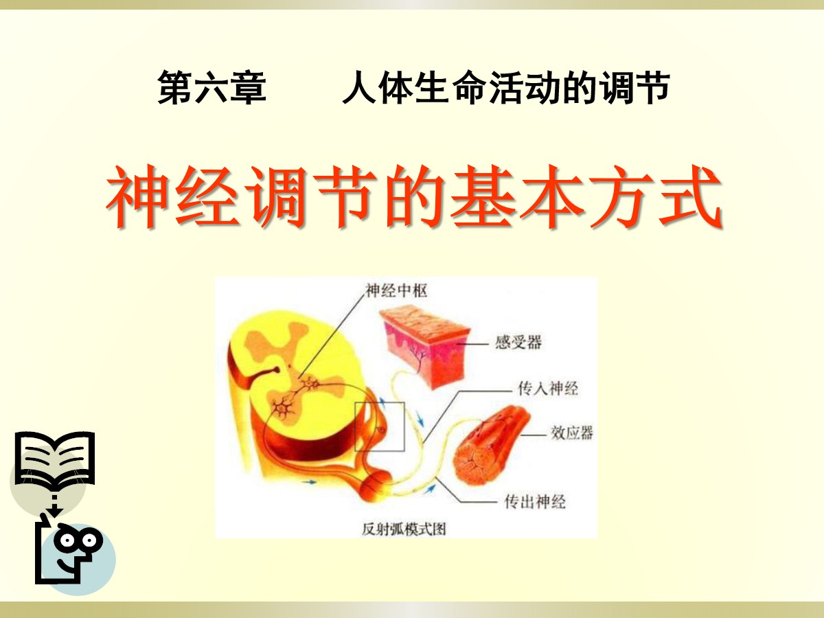 《神经调节的基本方式》人体生命活动的调节PPT课件5