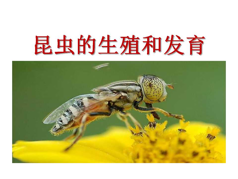 《昆虫的生殖和发育》生物的生殖和发育PPT课件2