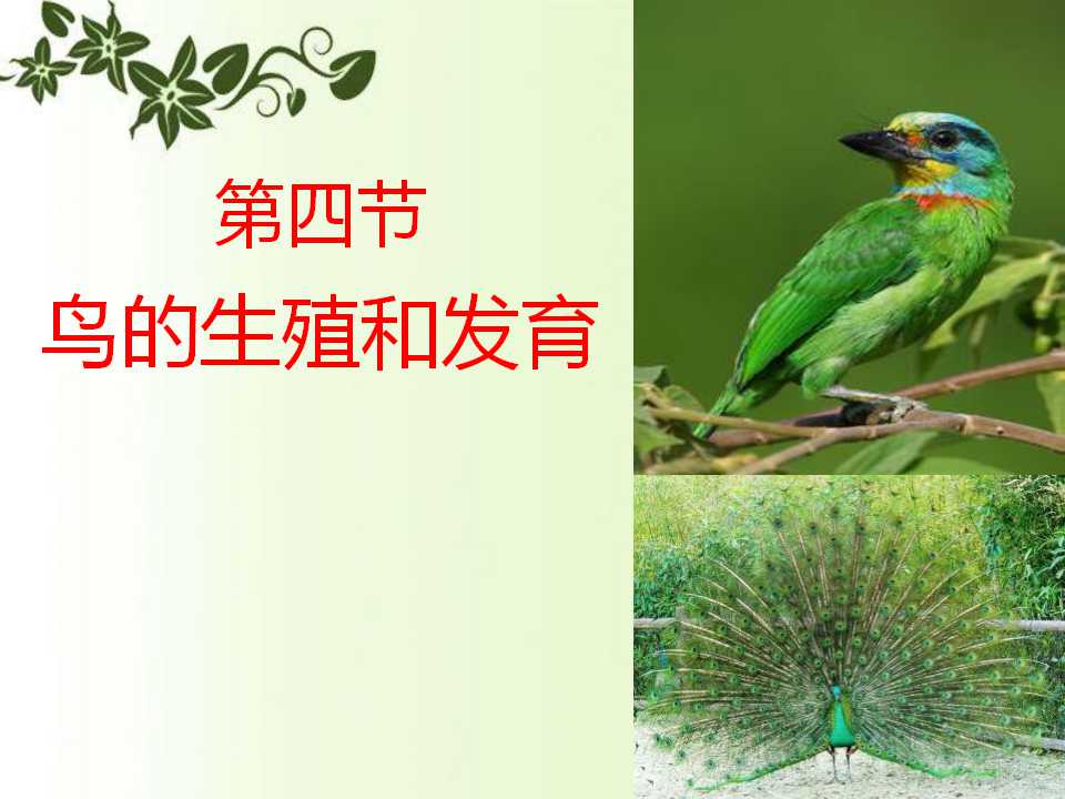 《鸟的生殖和发育》生物的生殖和发育PPT课件