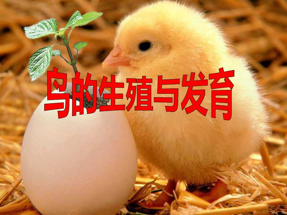 《鸟的生殖和发育》生物的生殖和发育PPT课件2