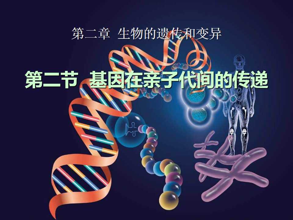 《基因在亲子代间的传递》生物的遗传和变异PPT课件2