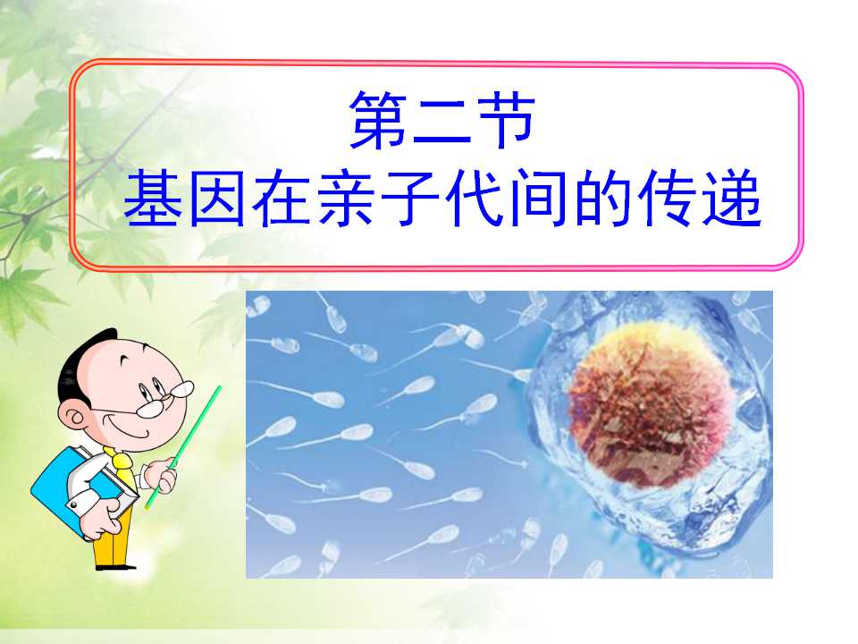 《基因在亲子代间的传递》生物的遗传和变异PPT课件3