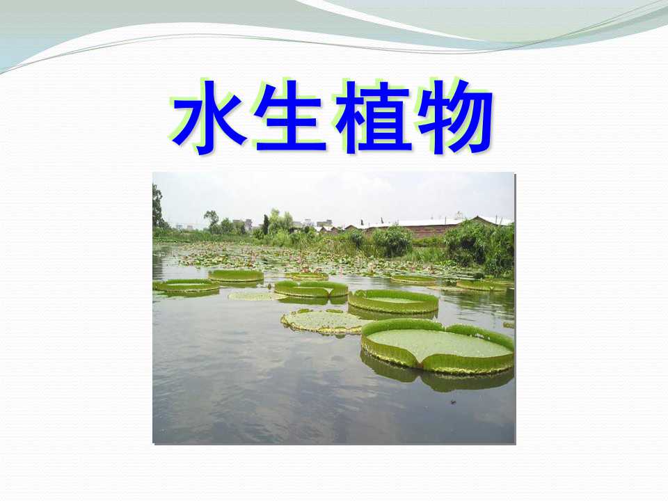 《水生植物》植物PPT课件3