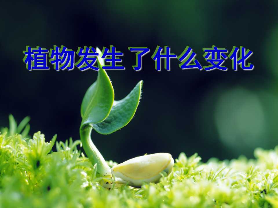 《植物发生了什么变化》植物PPT课件