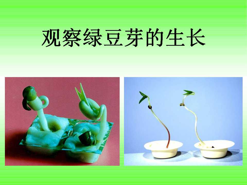 《观察绿豆芽的生长》生物与环境PPT课件2