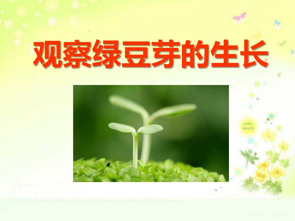 《观察绿豆芽的生长》生物与环境PPT课件4