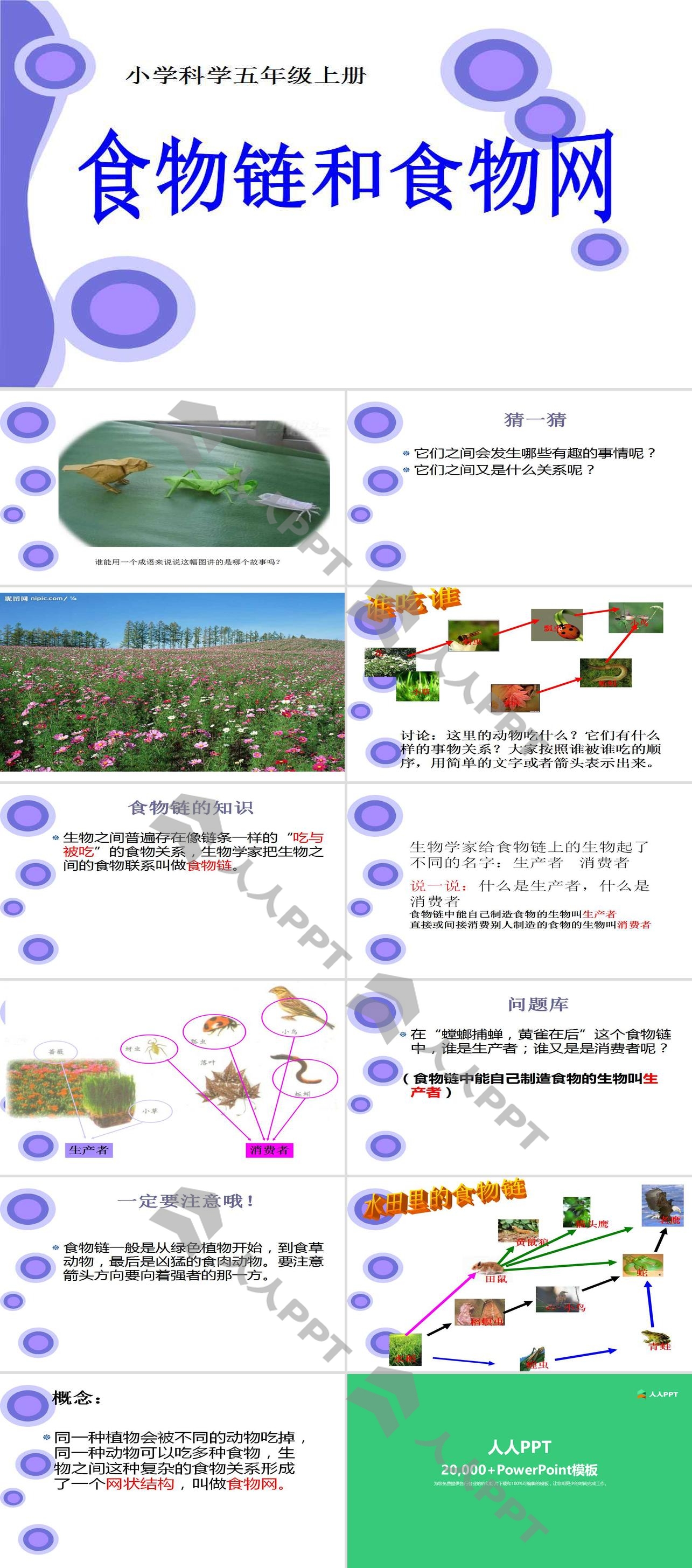 《食物链和食物网》生物与环境PPT课件4长图