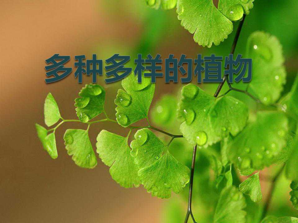 《多种多样的植物》生物的多样性PPT课件4