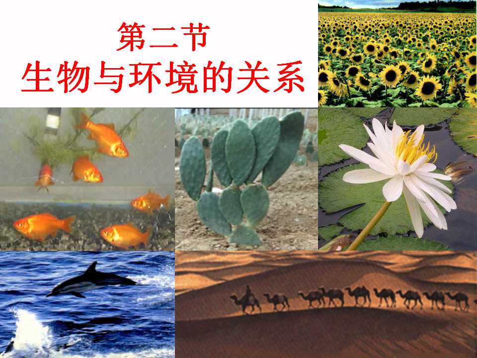 《生物与环境的关系》了解生物圈PPT课件2