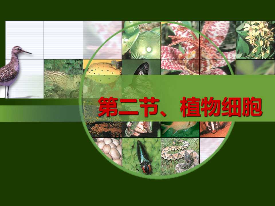 《植物细胞》细胞是生命活动的基本单位PPT课件2