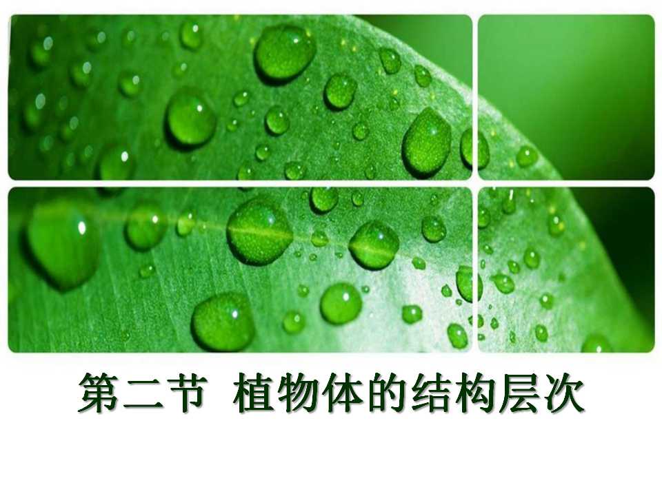 《植物体的结构层次》细胞怎样构成生物体PPT课件