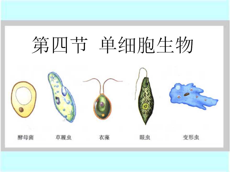 《单细胞生物》细胞怎样构成生物体PPT课件3