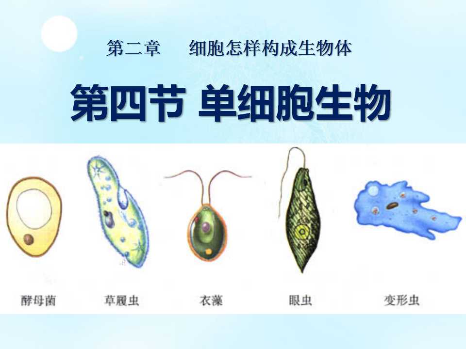 《单细胞生物》细胞怎样构成生物体PPT课件8