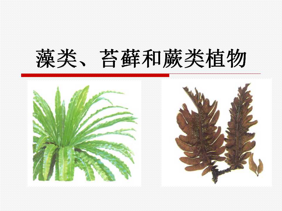 《藻类苔藓和蕨类植物》生物圈中有哪些绿色植物PPT课件4