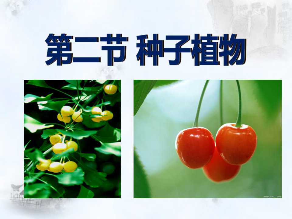 《种子植物》生物圈中有哪些绿色植物PPT课件6