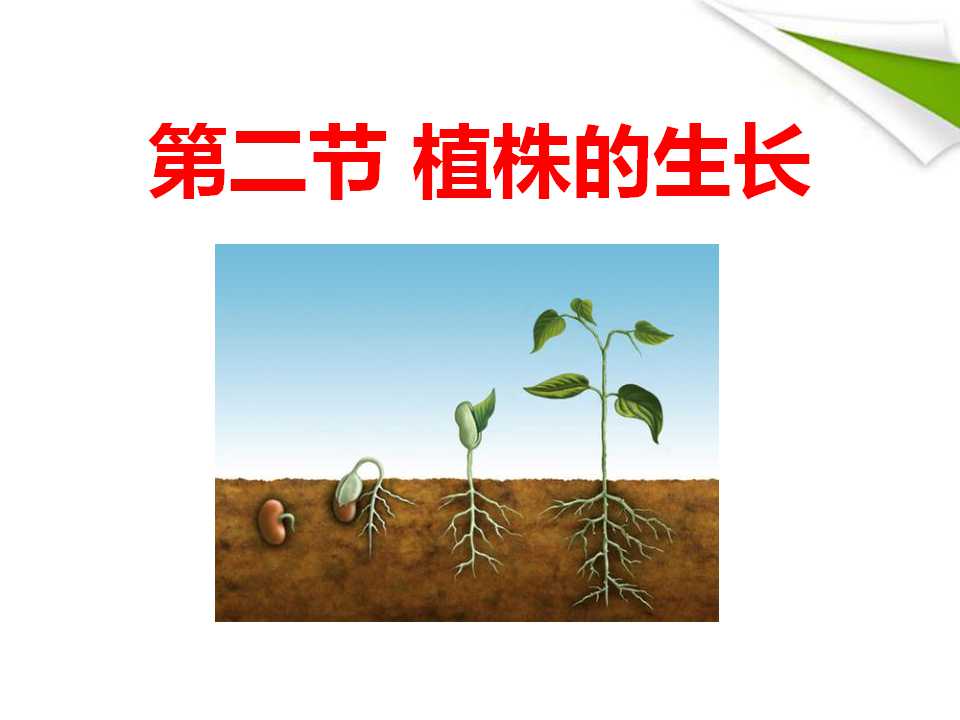 《植株的生长》被子植物的一生PPT课件3