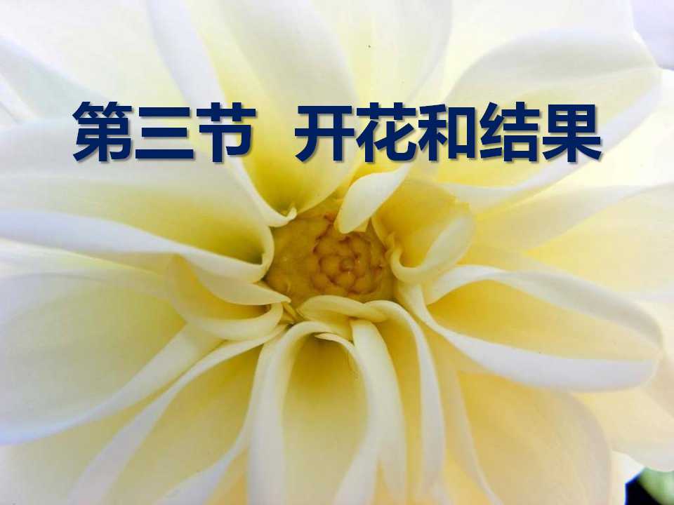 《开花和结果》被子植物的一生PPT课件