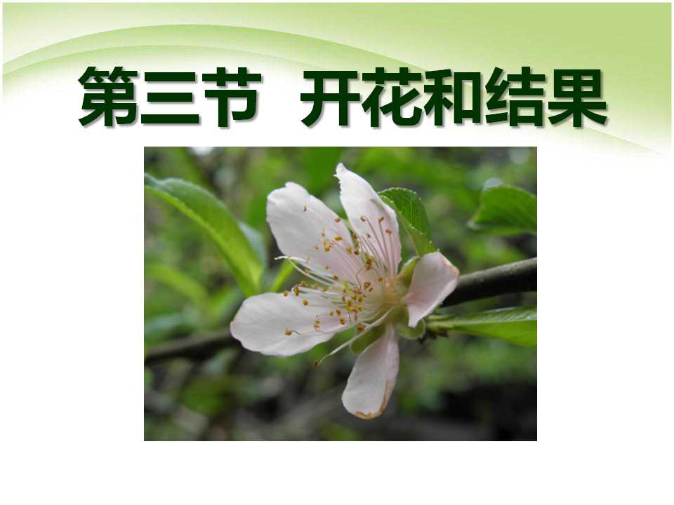 《开花和结果》被子植物的一生PPT课件3