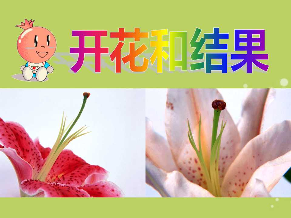 《开花和结果》被子植物的一生PPT课件7
