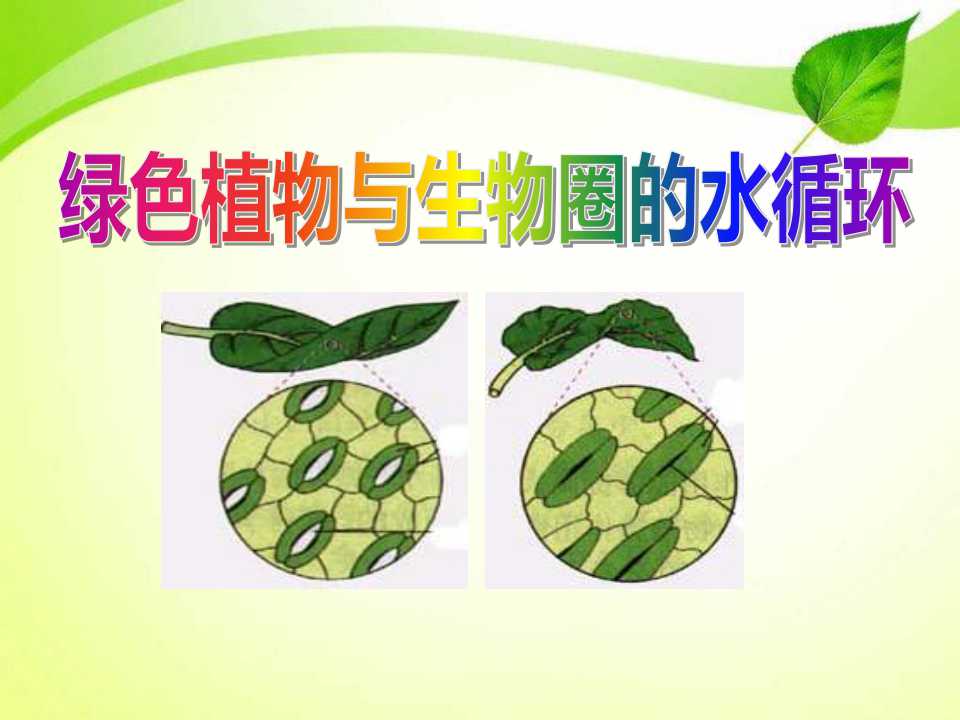 《绿色植物与生物圈的水循环》PPT课件3