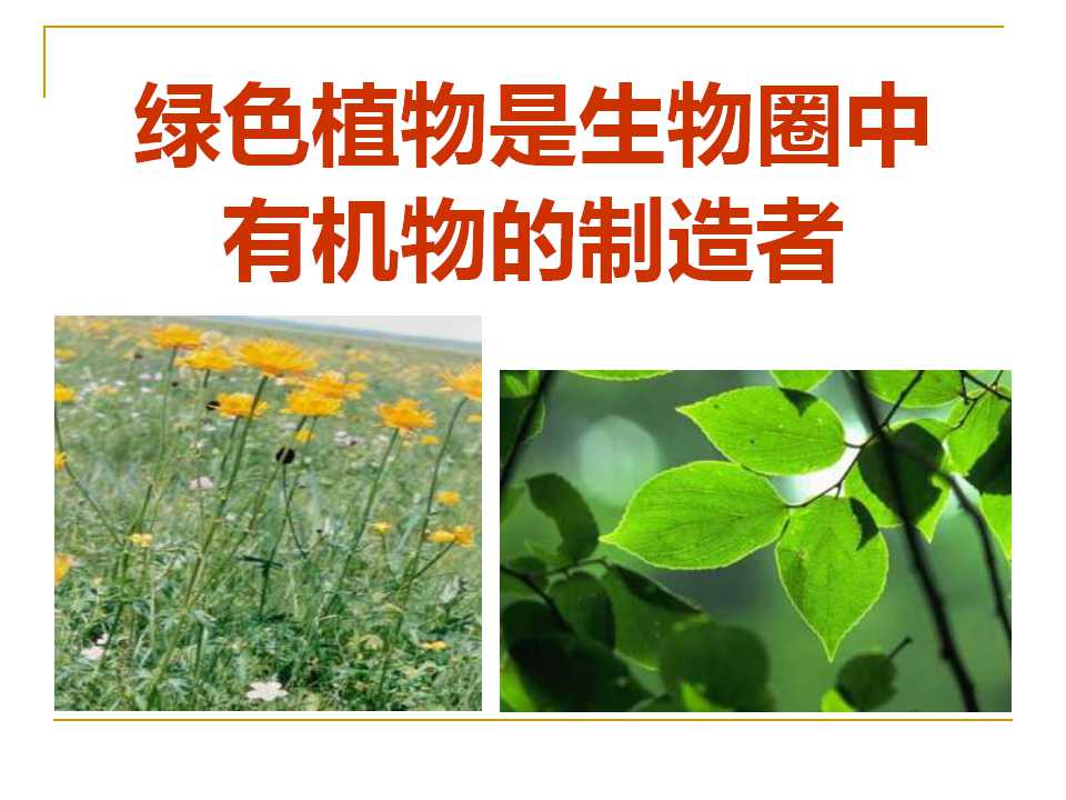 《绿色植物是生物圈中有机物的制造者》PPT课件5