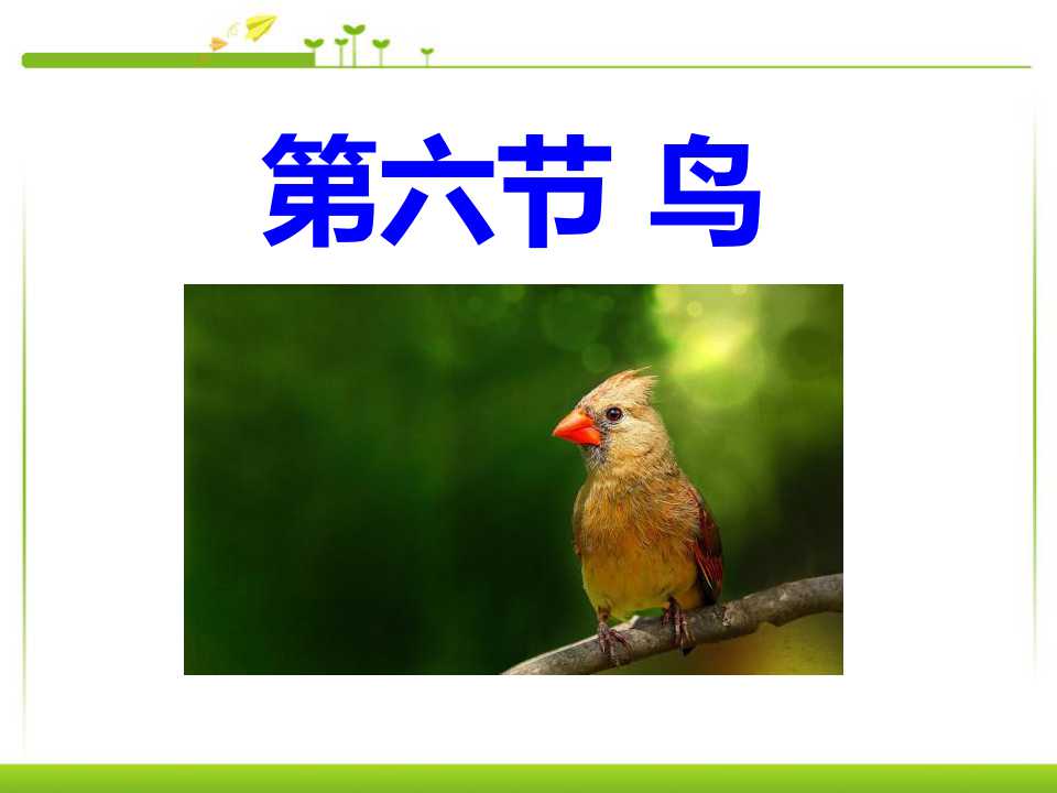 《鸟》动物的主要类群PPT课件4