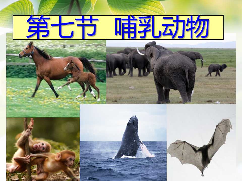 《哺乳动物》动物的主要类群PPT课件5
