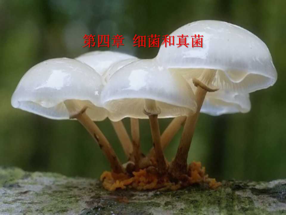 《细菌和真菌的分布》细菌和真菌PPT课件9