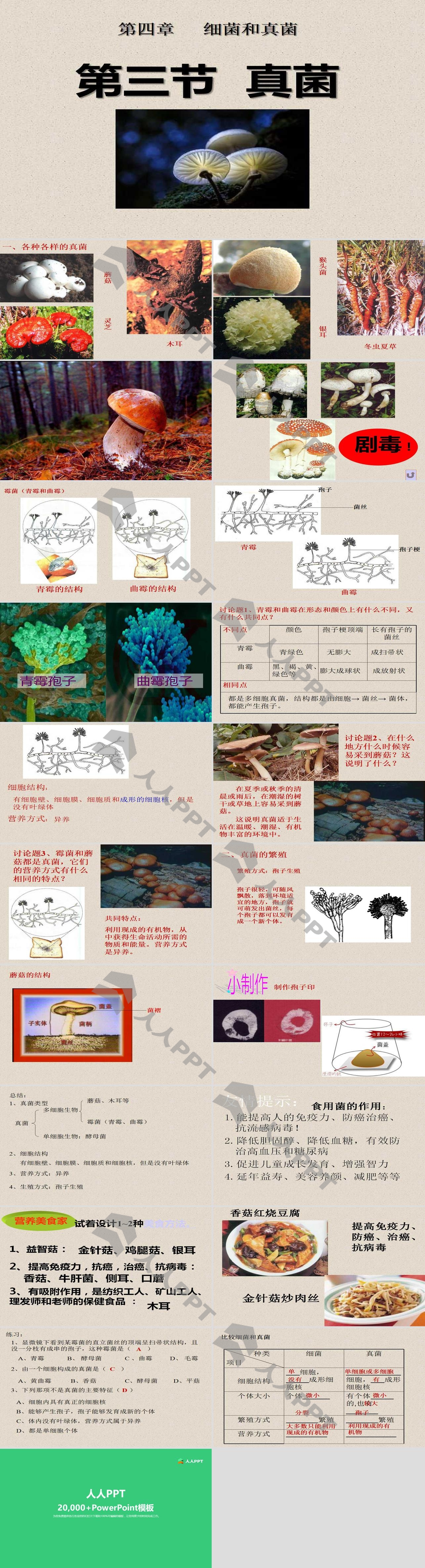 《真菌》细菌和真菌PPT课件5长图