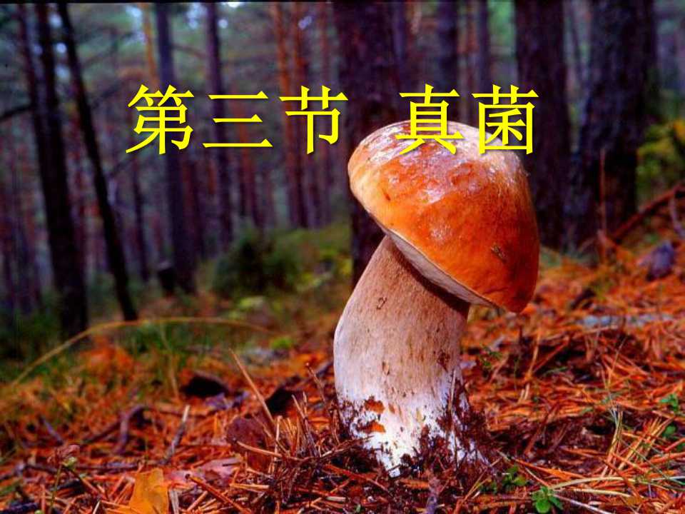 《真菌》细菌和真菌PPT课件8