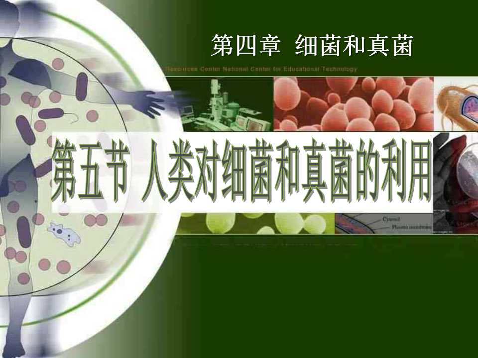 《人类对细菌和真菌的利用》细菌和真菌PPT课件