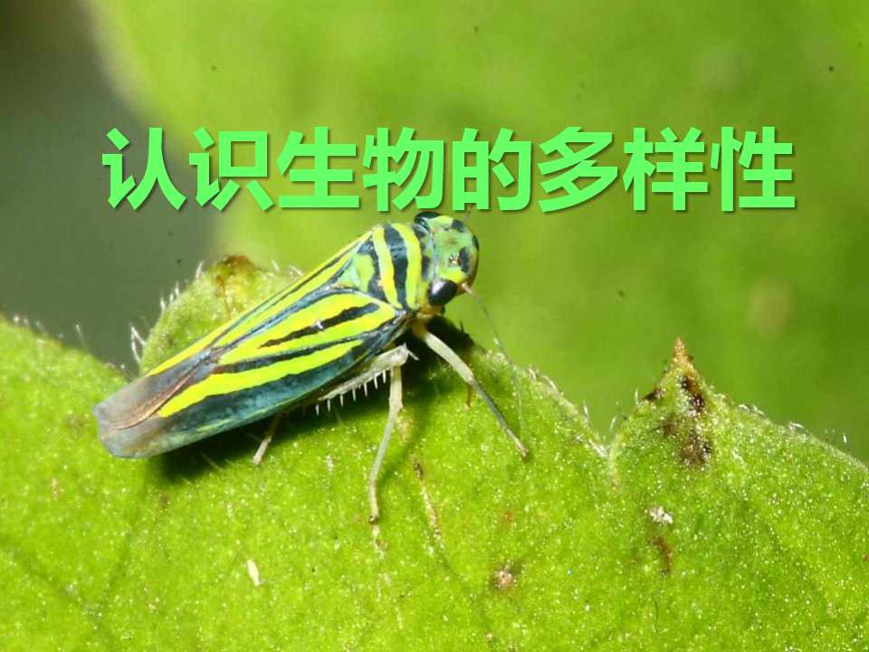 《认识生物的多样性》PPT课件