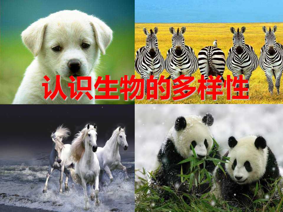 《认识生物的多样性》PPT课件4