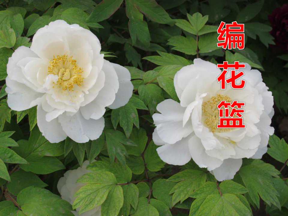 《编花篮》音乐PPT课件2