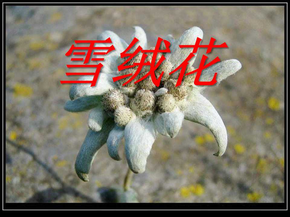 《雪绒花》PPT课件