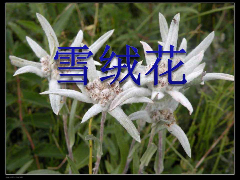 《雪绒花》PPT课件3