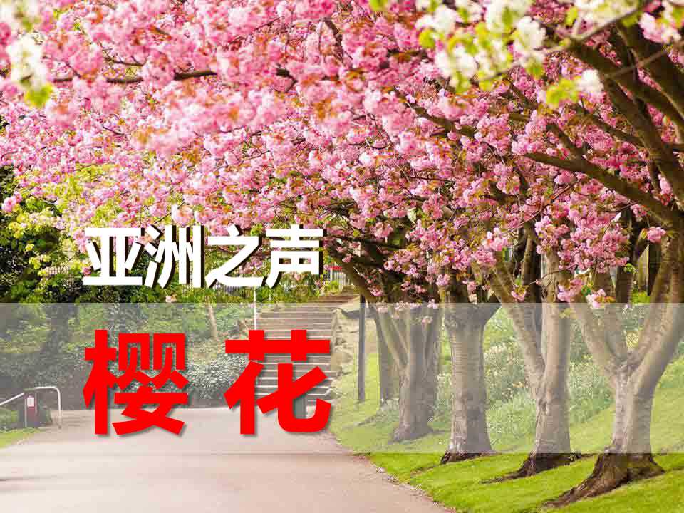 《樱花》PPT课件5